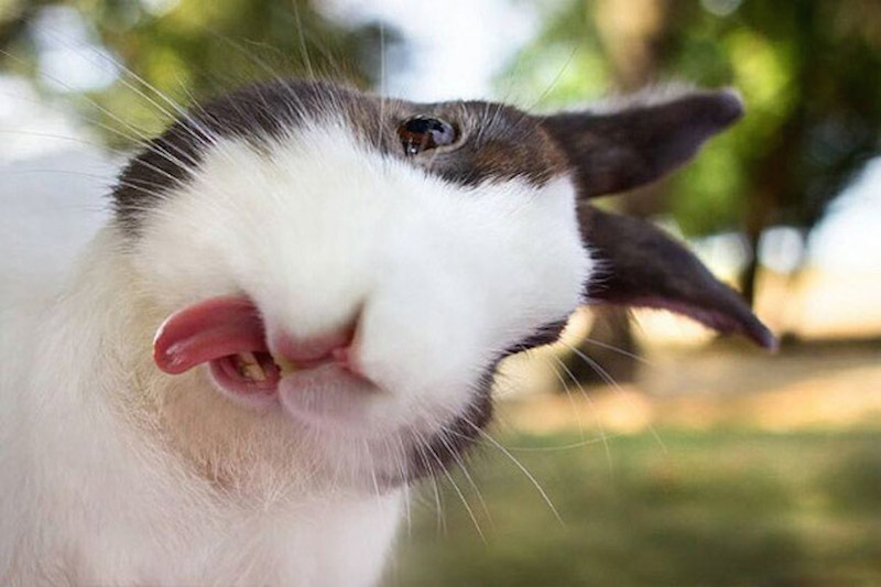 cute bunnies tongues 3